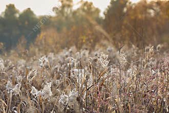 Phragmites australis a common reed grass in Tasmania found around lakes, rivers and streams