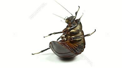 Cockroach lies on its back with its paws up and turns. White background. Close up. Slow motion