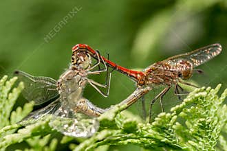 Dragonflies mating on a tree branche