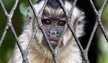 Sad Monkey in cage