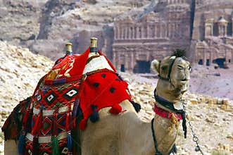Camel in petra jordan