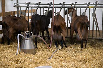 Milking goats