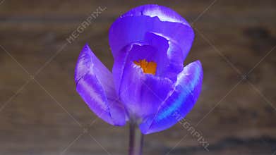 Purple flower blossoming