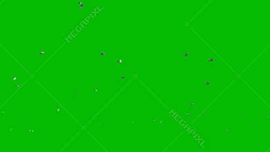 Pigeons flying against Green Screen, 4K