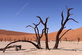 Dead vlei
