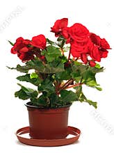 Home plant begonia on white background