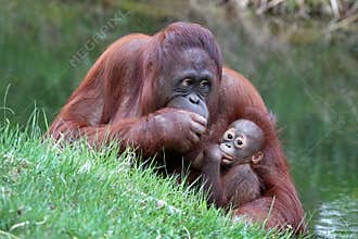 Orangutan mother with baby