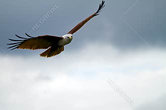 Eagle gliding with copy space on the right
