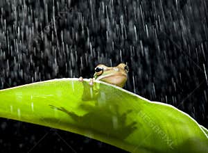 Frog in the rain