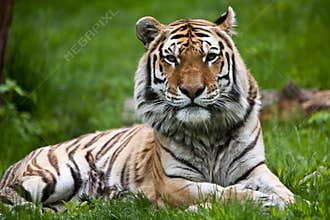 Amur Tiger