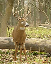 Whitetail Buck 9