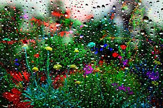 Flower garden in the summer rain