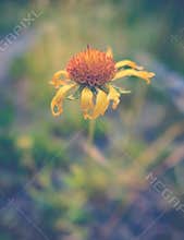 Dying Yellow Daisy Flower