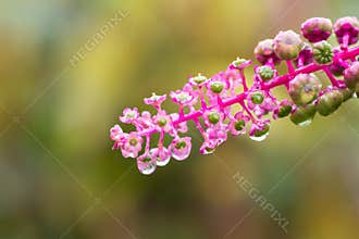 Red flower with rain drop
