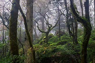Lush forest after rain
