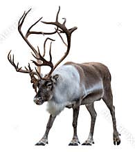 Reindeer with antlers isolated on the white background