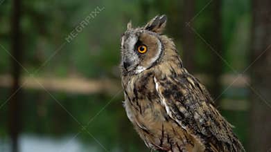 Long Eared Owl