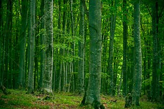 Beech forest
