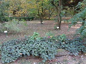 Generic vegetation at botanical garden - Macea, Arad county, Romania