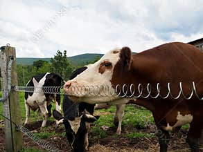 Cows Standing by Electric Fence