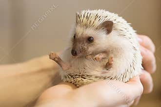 Small cute hedgehog in female hands. Atelerix albiventris