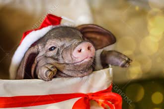 Christmas and new year card with cute newborn santa pig in gift present box. Decorations symbol of the year Chinese calendar. fir