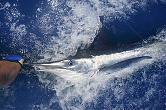 Beautiful white marlin real billfish sport fishing