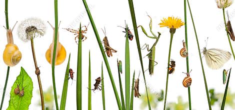 Pastoral composition of flowers and insects in front of white background