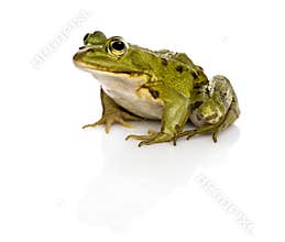 Common Water Frog in front of a white background