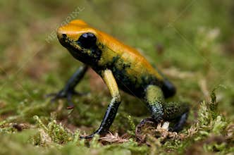 Dart frog