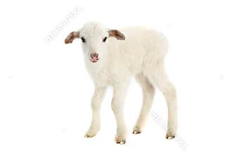 Going baby sheep on a white