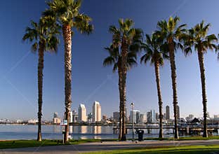 San Diego and Coronado Palm Trees