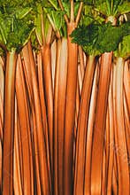 Rhubarb full orange background. Rheum. Macro