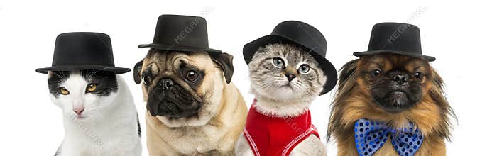 Group of cats and dogs wearing a black hat