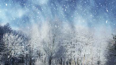 Winter scenery and falling snow
