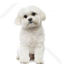 Maltese dog sitting, daydreaming, 3 years old