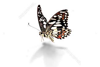 Beautiful butterfly on white background.