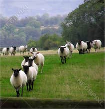 Counting Sheep