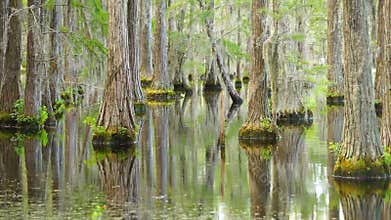 Calm Lake Marsh Cypress Trees Deep South Georgia USA
