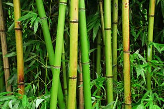 Bamboo forest