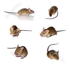 Mice collection