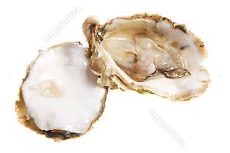 Oysters