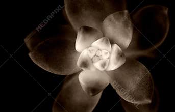 Succulent plant