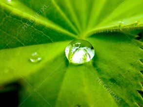 Big raindrop on a leaf