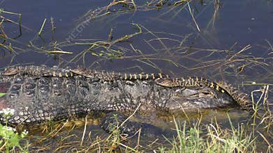 Baby alligators on their mother head