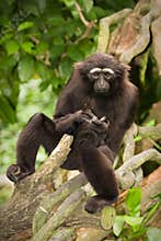 Agile gibbon