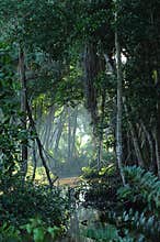 Tropical jungle forest clearing