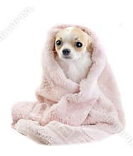 Cute Chihuahua in pink towel isolated