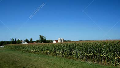 American Country Farm with corn plants field and blue sky