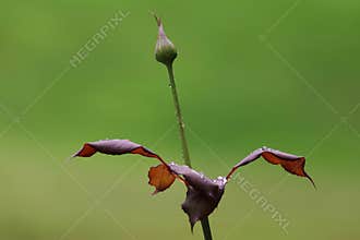 Rosebud After Rain